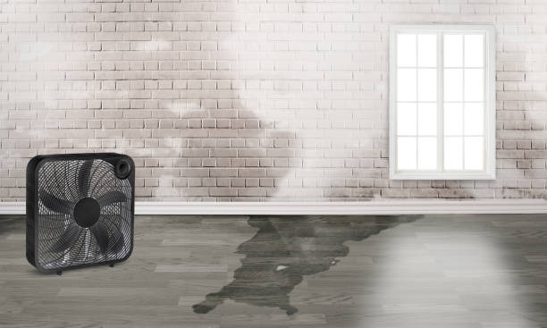 Best Water damage restoration specialists  in New London, IA